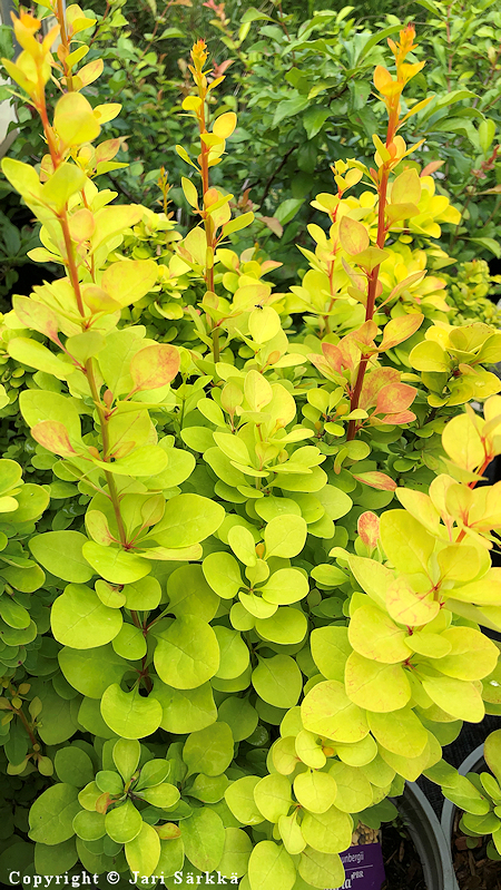 Berberis thunbergii 'Maria', japaninhappomarja